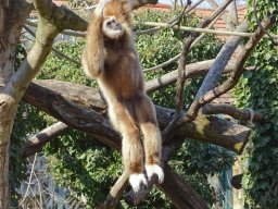 Tiergarten Schönbrunn am 05.03.2026